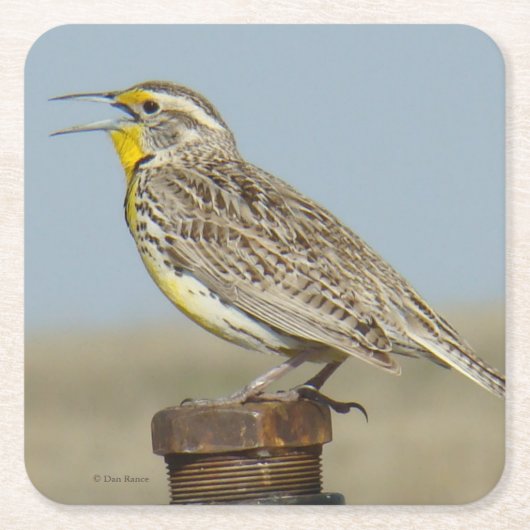 B6 Westerne meadowlark Kartonnen Onderzetters (Voorkant)