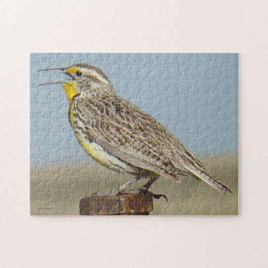 B6 Westerne meadowlark Legpuzzel (Horizontaal)