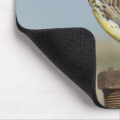 B6 Westerne meadowlark Muismat (Hoek)