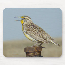 B6 Westerne meadowlark Muismat