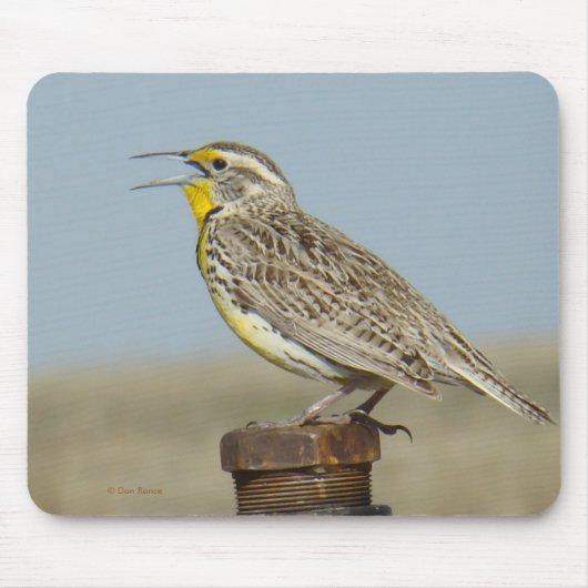 B6 Westerne meadowlark Muismat (Voorkant)