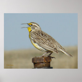 B6 Westerne meadowlark Poster