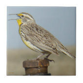 B6 Westerne meadowlark Tegeltje (Voorkant)