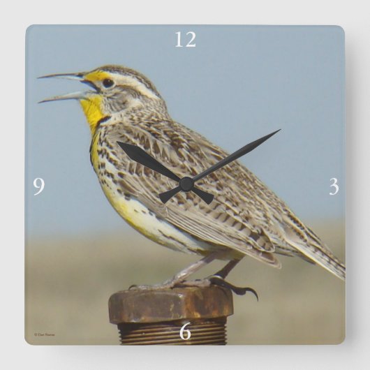 B6 Westerne meadowlark Vierkante Klok (Voorkant)