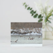 B7 Canadese ganzen in vlucht Briefkaart (Staand voorkant)