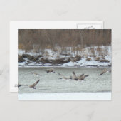 B7 Canadese ganzen in vlucht Briefkaart (Voorkant / Achterkant)