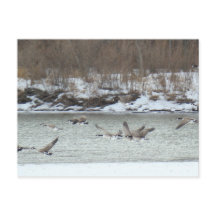 B7 Canadese ganzen in vlucht