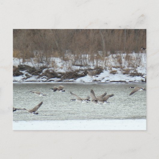 B7 Canadese ganzen in vlucht Briefkaart (Voorkant)