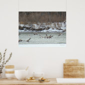 B7 Canadese ganzen in vlucht Poster (Keuken)