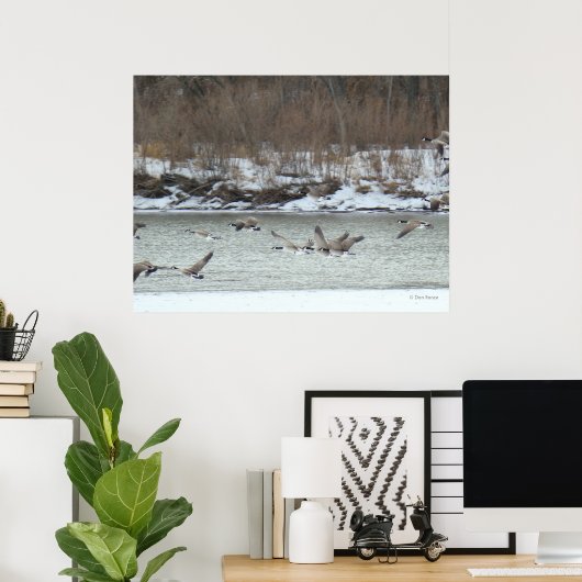B7 Canadese ganzen in vlucht Poster (Thuiskantoor)
