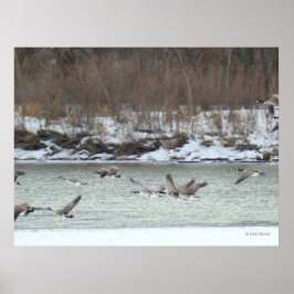 B7 Canadese ganzen in vlucht Poster