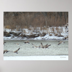 B7 Canadese ganzen in vlucht Poster