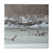 B7 Canadese ganzen in vlucht Tegeltje (Voorkant)