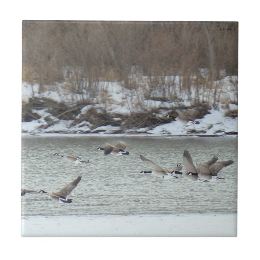 B7 Canadese ganzen in vlucht Tegeltje (Voorkant)