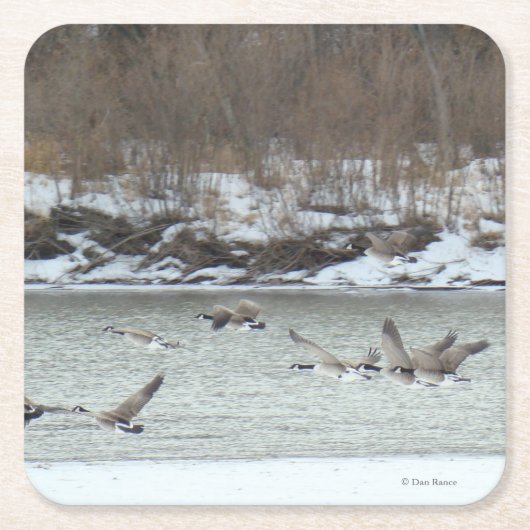 B7 Canadese Ganzen Over Winter Rivier Kartonnen Onderzetters (Voorkant)