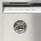 B8 Kuifduiker baltsend Magneet (Insitu (Vaatwasser))