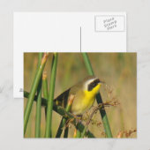 B9 Geelkeelzanger Briefkaart (Voorkant / Achterkant)