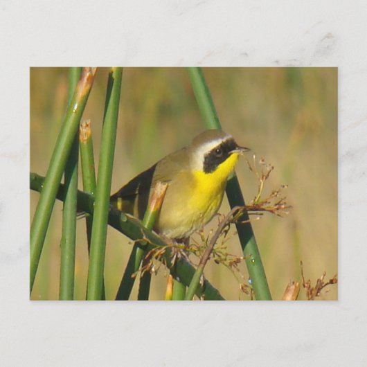 B9 Geelkeelzanger Briefkaart (Voorkant)