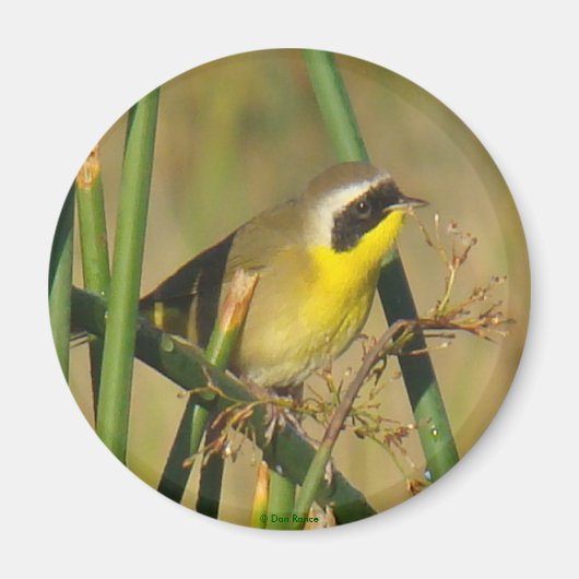 B9 Geelkeelzanger Magneet (Voorkant)