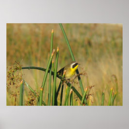 B9 Geelkeelzanger Poster