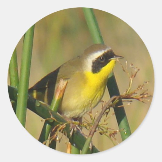 B9 Geelkeelzanger Ronde Sticker (Voorkant)