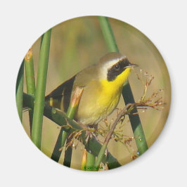 B9 Vaak Geelkeel Magneet