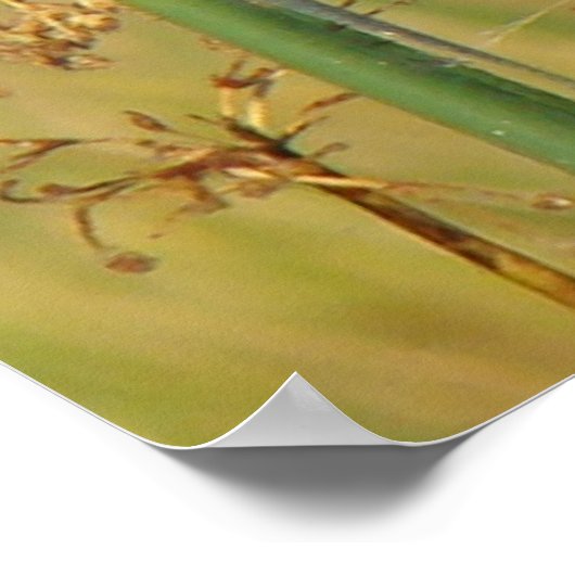 B9 Vaak Geelkeel Poster (Hoek)