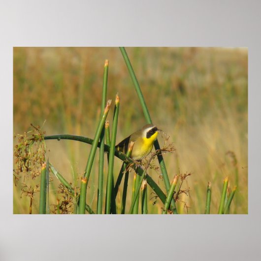 B9 Vaak Geelkeel Poster (Voorkant)