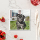 B;ack Pug pup Servet (Insitu)