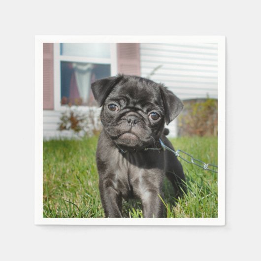 B;ack Pug pup Servet (Voorkant)