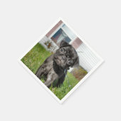 B;ack Pug pup Servet (Hoek)