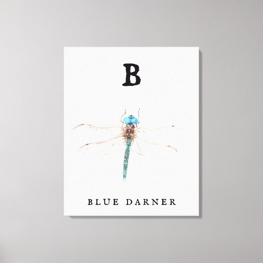 "B" Blue Darner Canvas Afdruk (Voorkant)