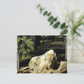 B E A R I Z O N A White Bison Briefkaart (Staand voorkant)