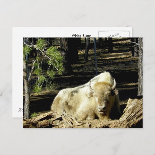 B E A R I Z O N A White Bison Briefkaart (Voorkant / Achterkant)