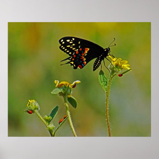 B-Fly en Ladybugs Poster (Voorkant)