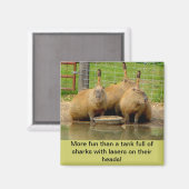 B - Humoristische Capybara magneet (Voorkant / Achterkant)