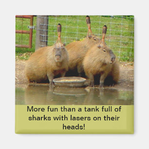 B - Humoureus Capybara Magnet