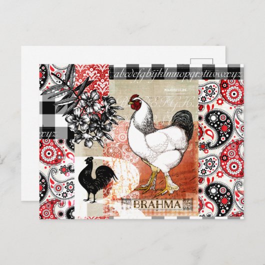 B is voor Brahma Backyard Chicken Briefkaart (Voorkant / Achterkant)