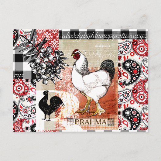 B is voor Brahma Backyard Chicken Briefkaart (Voorkant)