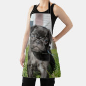 B;puppy Schort (Insitu)