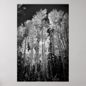 B & W Aspen Trees Poster (Voorkant)