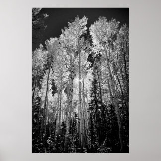 B & W Aspen Trees Poster