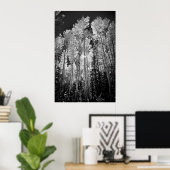 B & W Aspen Trees Poster (Thuiskantoor)