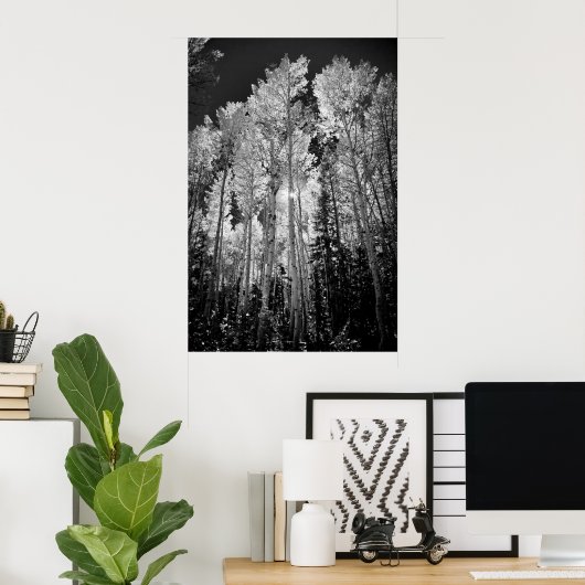 B & W Aspen Trees Poster (Thuiskantoor)