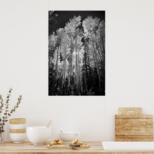 B & W Aspen Trees Poster (Keuken)