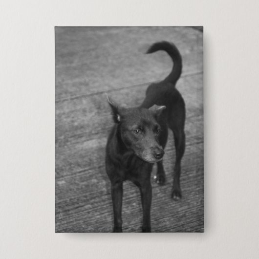 B&W - Aspin Button (Voorkant)