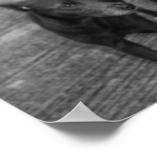 B&W - Aspin Poster (Hoek)