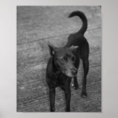 B&W - Aspin Poster (Voorkant)