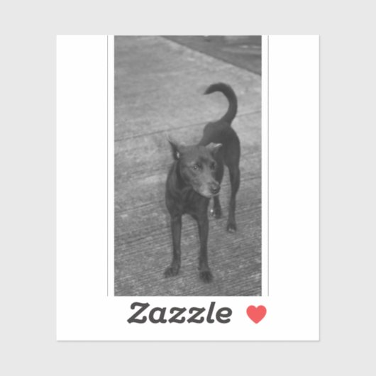 B&W - Aspin Sticker (Vel)