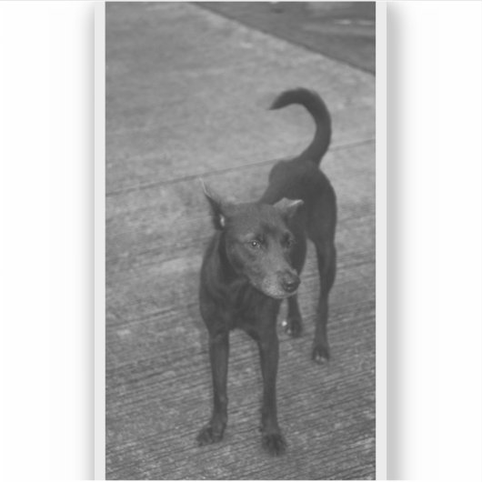 B&W - Aspin Sticker (Voorkant)